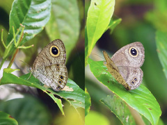 Ypthima horsfieldii humei