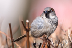 Passer domesticus