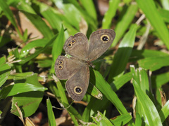 Ypthima horsfieldii humei