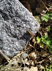 Chorthippus brunneus