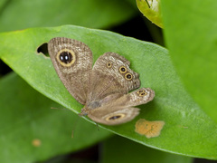 Ypthima horsfieldii humei