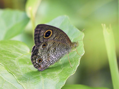 Ypthima pandocus corticaria