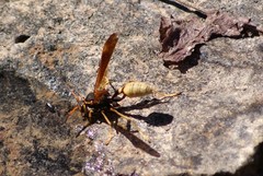 Mischocyttarus flavitarsis