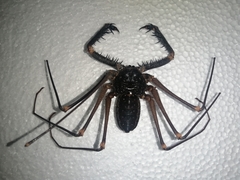 Acanthophrynus coronatus