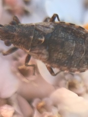 Nithecus jacobaeae