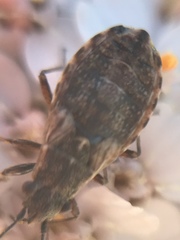 Nithecus jacobaeae