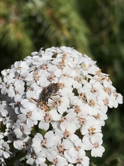 Nithecus jacobaeae