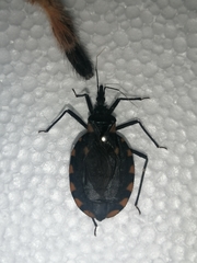 Triatoma longipennis