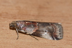 Acrobasis suavella