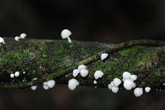 Marasmiellus volvatus