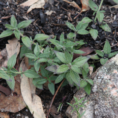 Opercularia hispida