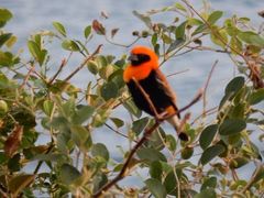 Euplectes hordeaceus