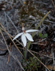 Caladenia saccharata