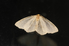 Scopula junctaria
