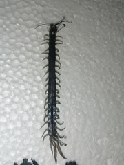 Scolopendra viridis