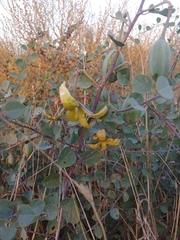 Capparis zoharyi