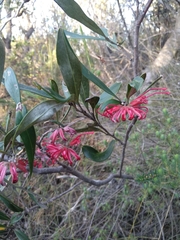 Grevillea oleoides
