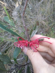 Grevillea oleoides