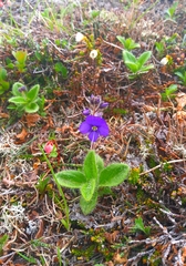 Veronica grandiflora