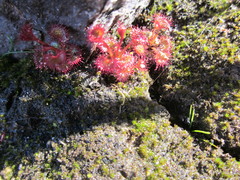 Drosera monticola