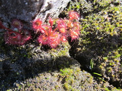 Drosera monticola