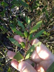 Persoonia lanceolata