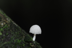 Marasmiellus volvatus