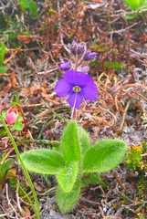 Veronica grandiflora