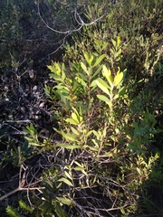 Persoonia lanceolata
