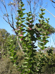 Hakea cucullata