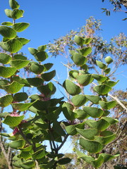 Hakea cucullata