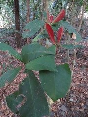 Palaquium galactoxylum