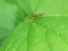 Heterotoma planicornis