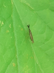 Heterotoma planicornis