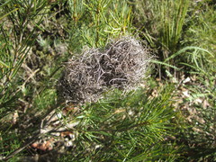Banksia sphaerocarpa