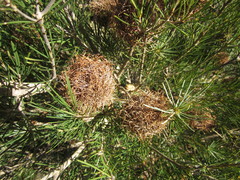 Banksia sphaerocarpa