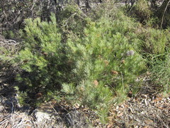 Banksia sphaerocarpa