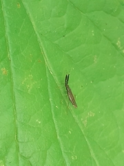 Heterotoma planicornis