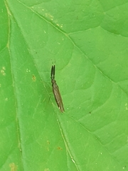 Heterotoma planicornis