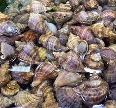 Buccinidae