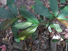 Palaquium galactoxylum