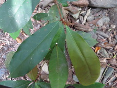 Palaquium galactoxylum
