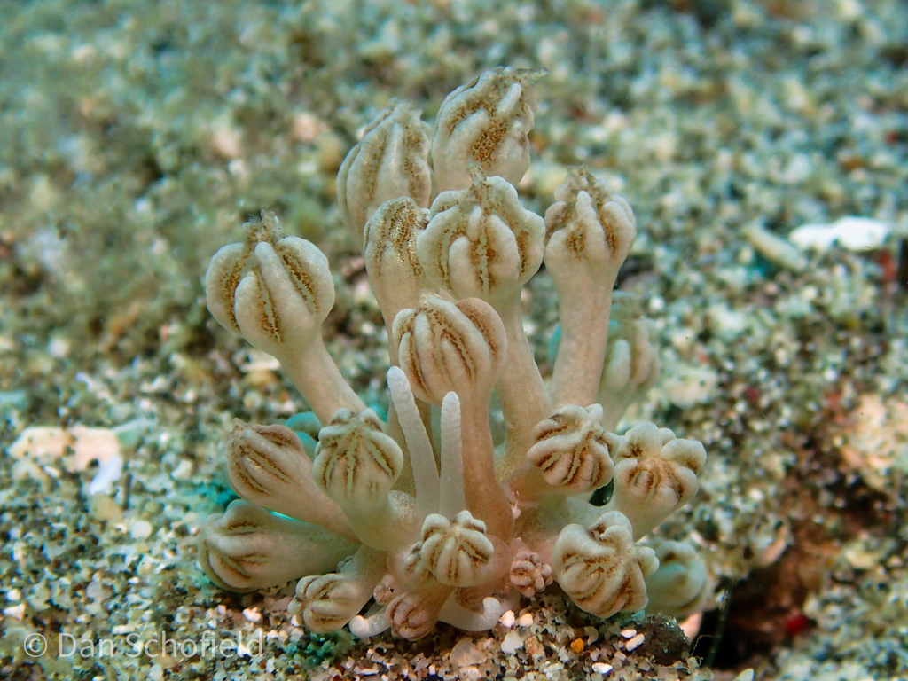 Mimic Nudibranch