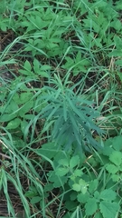Polygonatum verticillatum