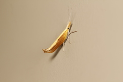 Ypsolopha frustella