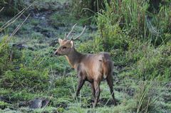 Axis porcinus