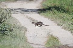 Lutrogale perspicillata