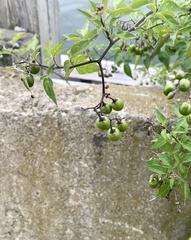 Solanum dulcamara