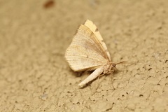 Macaria amboflava