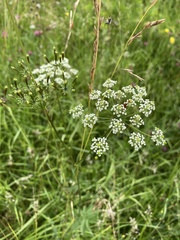 Chaerophyllum aromaticum